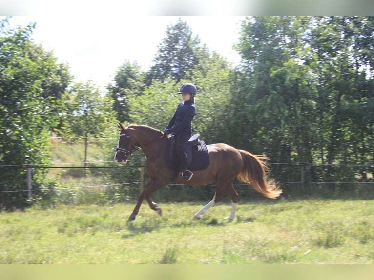 Galés-C Yegua 14 años 128 cm Alazán in Heerenveen