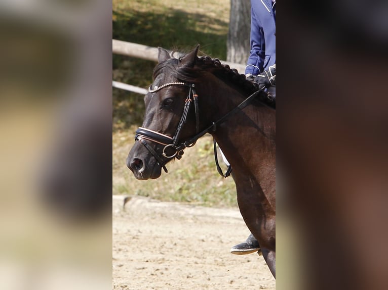 Galés-C Mestizo Yegua 14 años 128 cm Negro in Neusiedl/Zaya