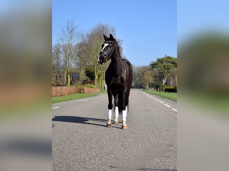 Galés-C Yegua 14 años 133 cm Negro in Putten