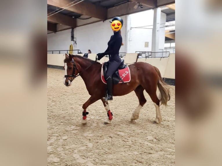 Galés-C Yegua 14 años 136 cm Alazán-tostado in Bremen