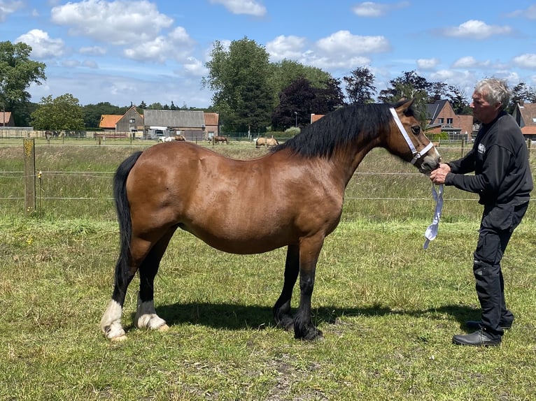 Galés-C Yegua 15 años 135 cm Castaño oscuro in maldegem