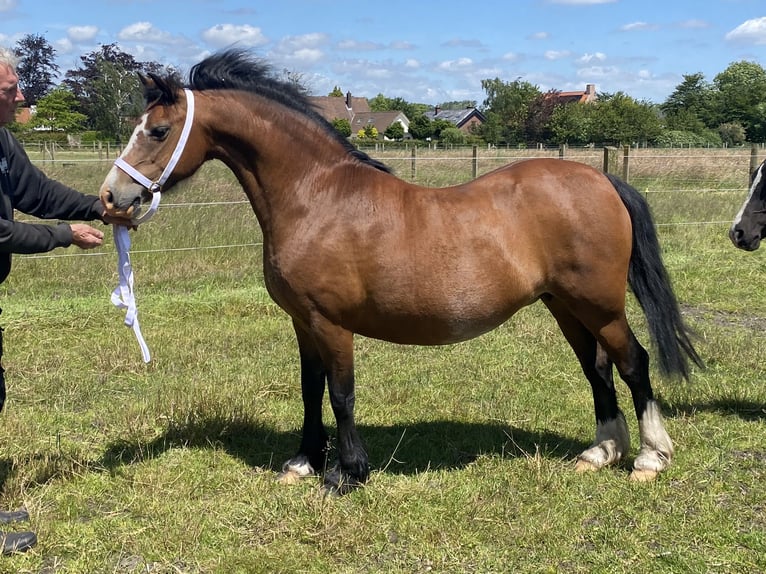 Galés-C Yegua 15 años 135 cm Castaño oscuro in maldegem