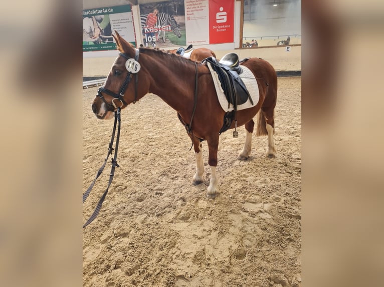 Galés-C Yegua 15 años 136 cm Alazán-tostado in Bremen