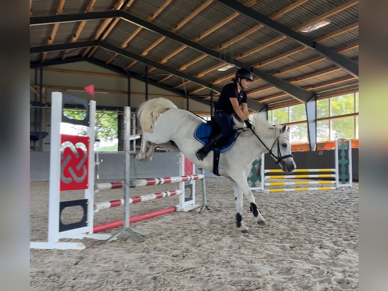 Galés-C Yegua 16 años 134 cm Tordo in Papenhagen