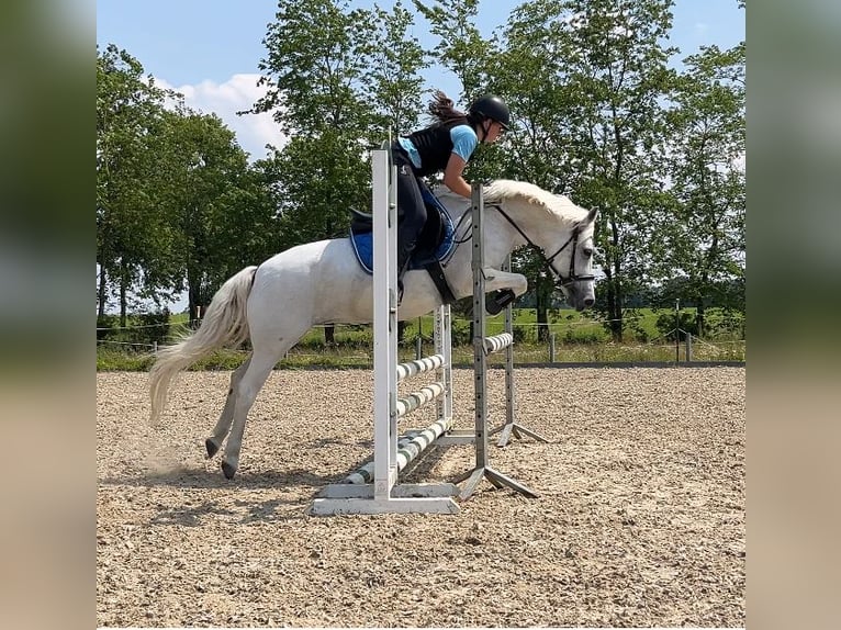 Galés-C Yegua 16 años 134 cm Tordo in Papenhagen