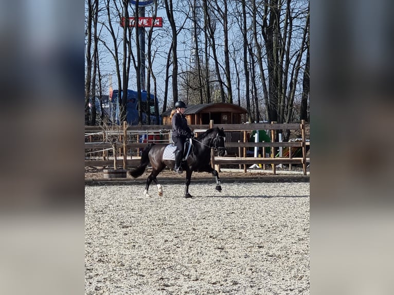 Galés-C Yegua 17 años 141 cm Negro in Troisdorf