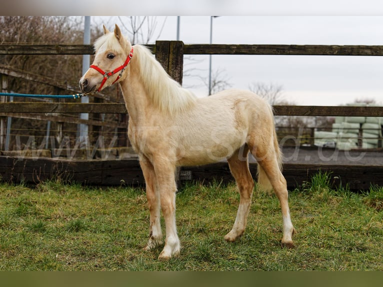 Galés-C Yegua 1 año 135 cm Palomino in Meerbusch