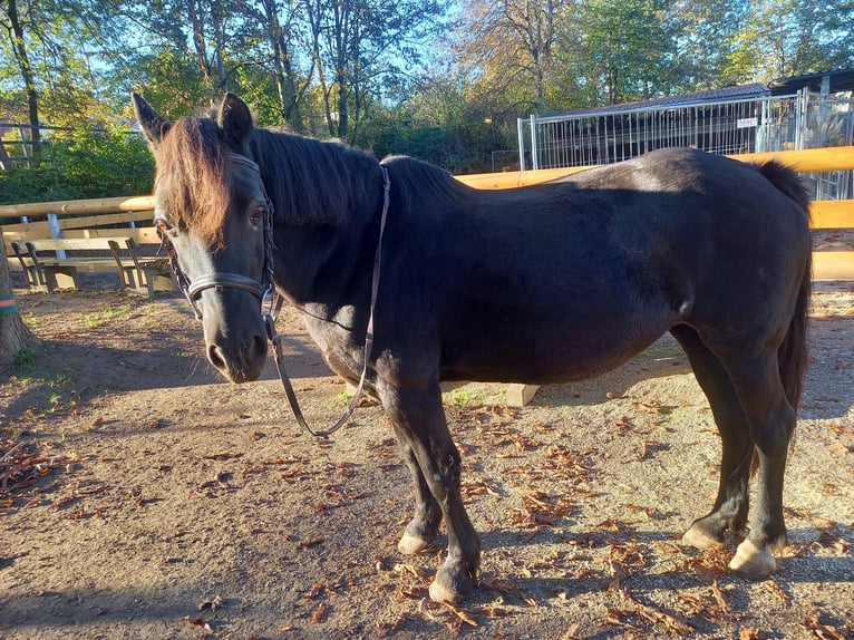 Galés-C Mestizo Yegua 22 años 148 cm Negro in Ludwigsburg