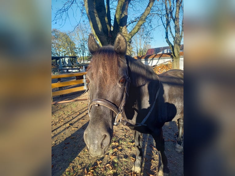 Galés-C Mestizo Yegua 22 años 148 cm Negro in Ludwigsburg