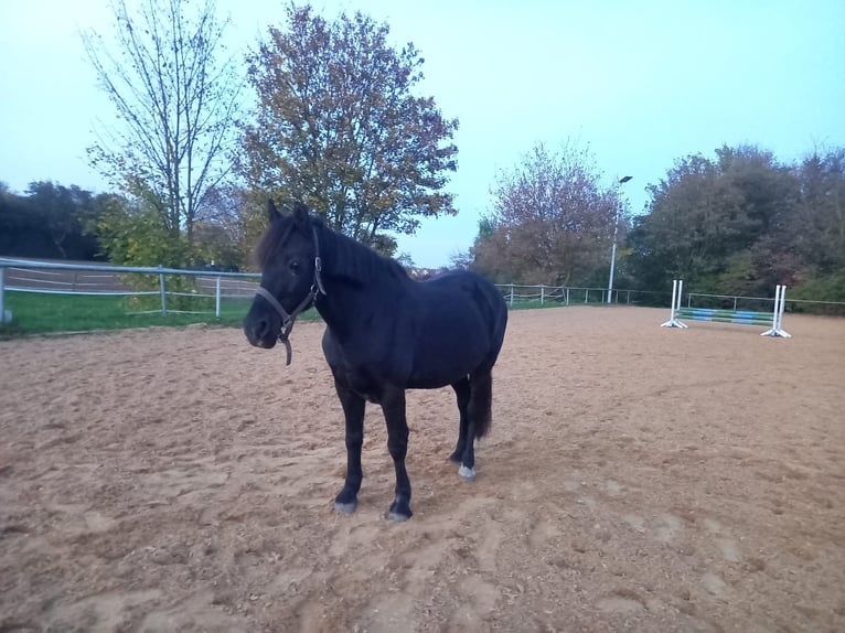 Galés-C Mestizo Yegua 22 años 148 cm Negro in Ludwigsburg