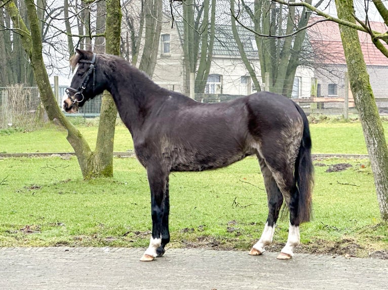 Galés-C Yegua 26 años 131 cm Castaño oscuro in Bocholt