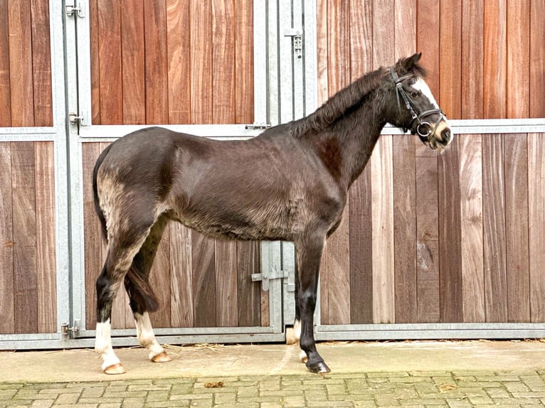 Galés-C Yegua 26 años 131 cm Castaño oscuro in Bocholt