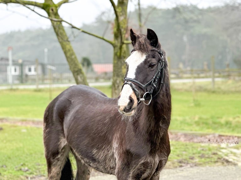 Galés-C Yegua 26 años 131 cm Castaño oscuro in Bocholt