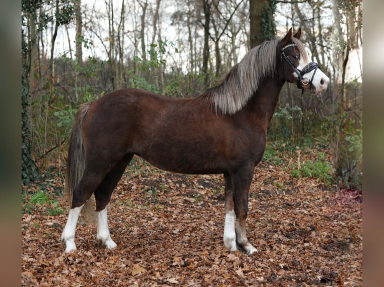 Galés-C Yegua 2 años 134 cm Alazán in Aalten