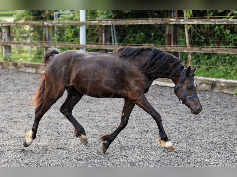 Galés-C Yegua 2 años 135 cm Morcillo in Meerbusch