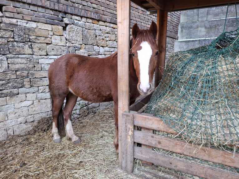 Galés-C Yegua 2 años 137 cm Alazán in Freyburg