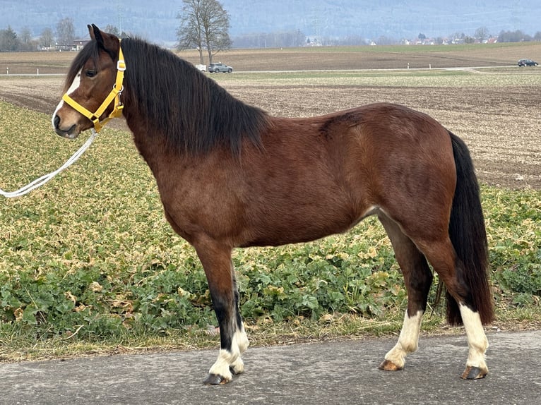 Galés-C Yegua 3 años 122 cm Castaño in Riedlingen