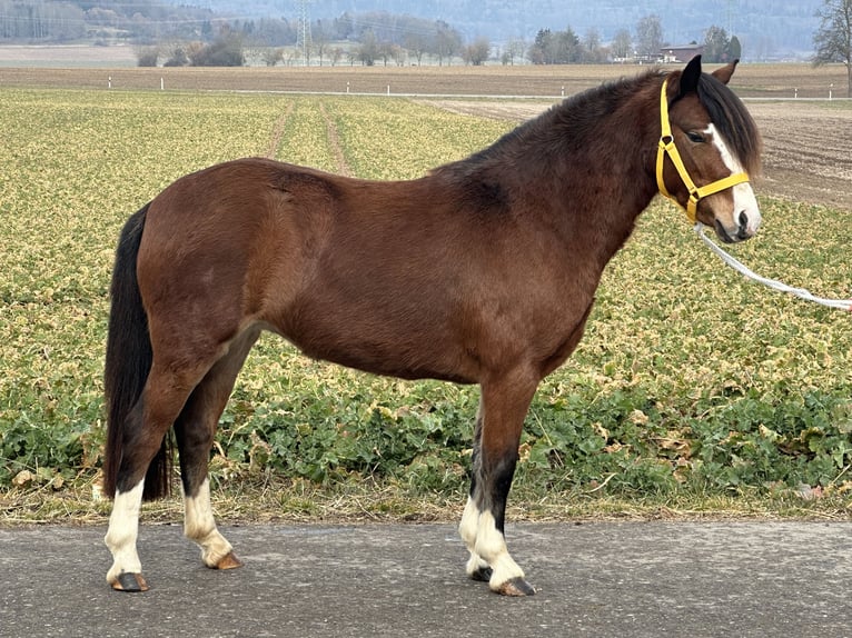 Galés-C Yegua 3 años 122 cm Castaño in Riedlingen