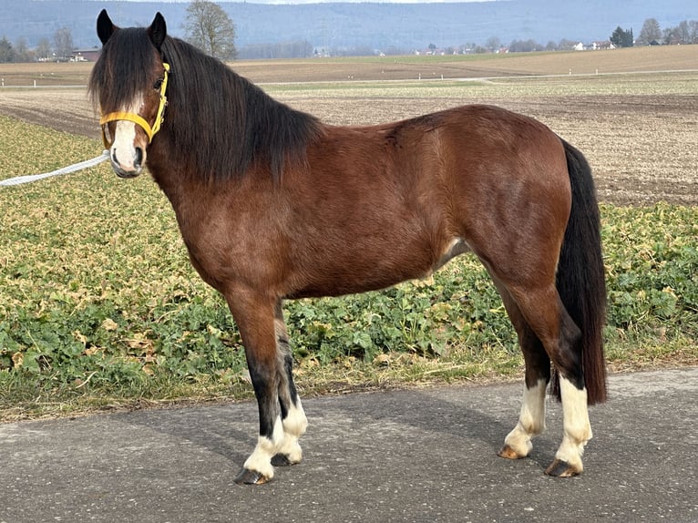 Galés-C Yegua 3 años 122 cm Castaño in Riedlingen