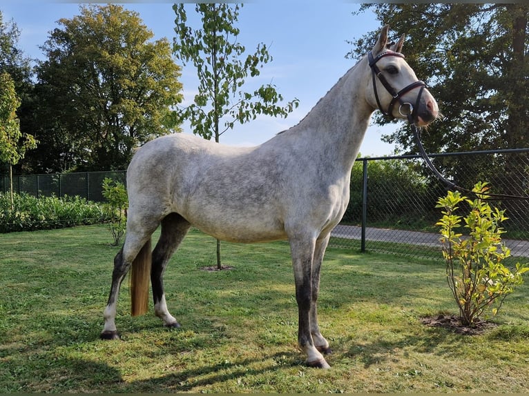 Galés-C Yegua 3 años 130 cm Tordo in Wellerlooi