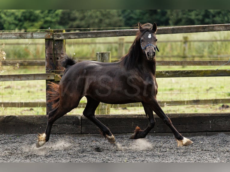 Galés-C Yegua 3 años 135 cm Morcillo in Meerbusch