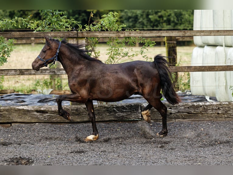 Galés-C Yegua 3 años 135 cm Morcillo in Meerbusch