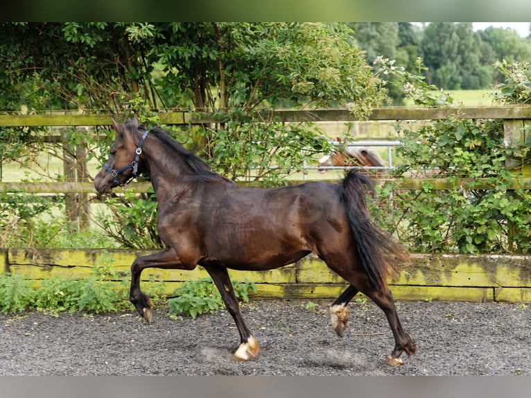 Galés-C Yegua 3 años 135 cm Morcillo in Meerbusch