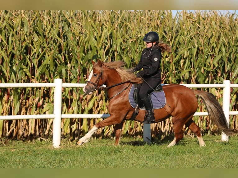 Galés-C Yegua 3 años 140 cm Alazán in Wildeshausen