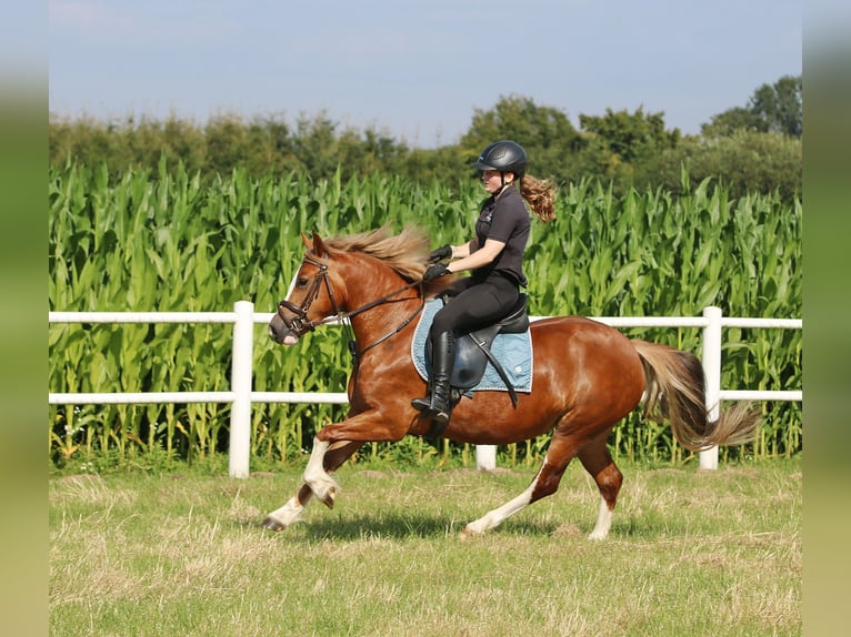 Galés-C Yegua 3 años 140 cm Alazán in Wildeshausen