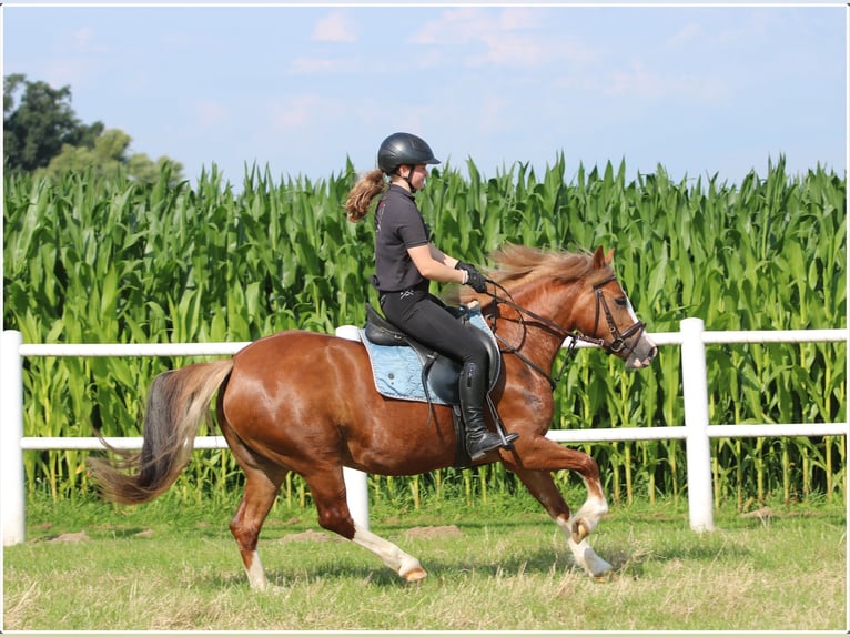 Galés-C Yegua 3 años 140 cm Alazán in Wildeshausen