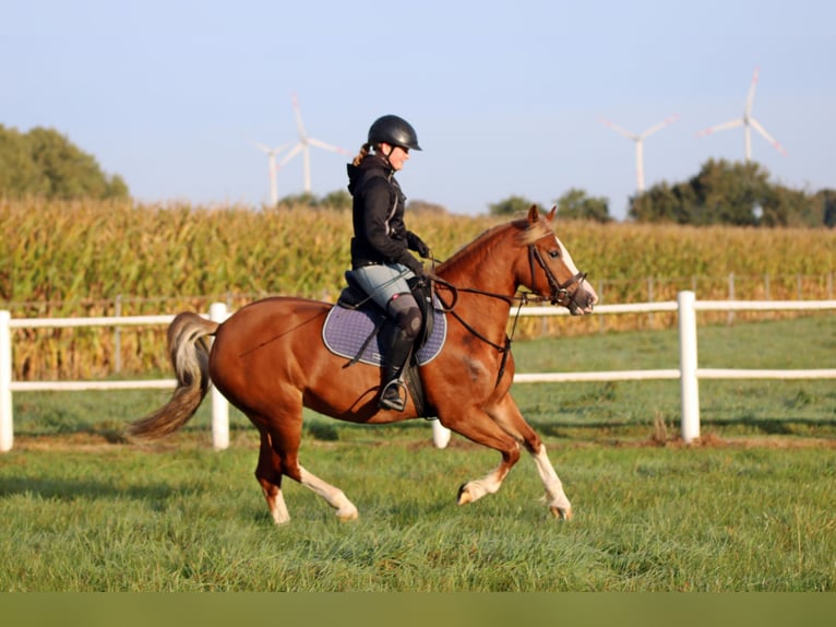 Galés-C Yegua 4 años 140 cm Alazán in Wildeshausen