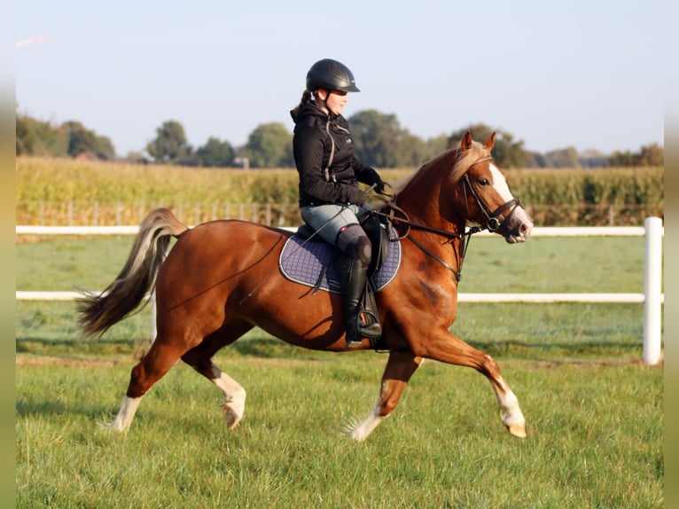 Galés-C Yegua 4 años 140 cm Alazán in Wildeshausen