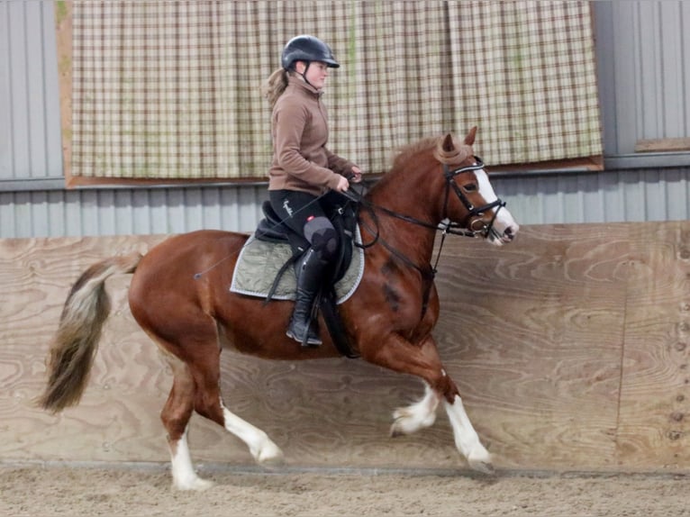 Galés-C Yegua 4 años 140 cm Alazán in Wildeshausen