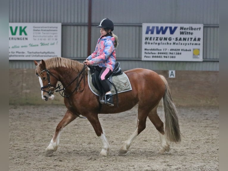 Galés-C Yegua 4 años 140 cm Alazán in Wildeshausen