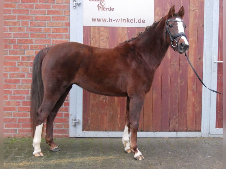 Galés-C Yegua 4 años 145 cm Alazán-tostado in Dorsten