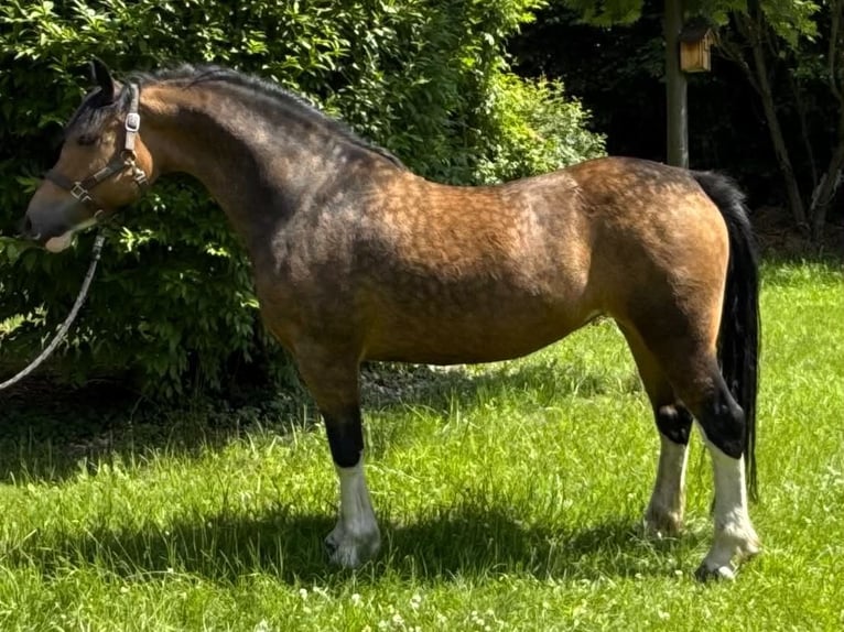 Galés-C Yegua 5 años 146 cm Buckskin/Bayo in Kokanin