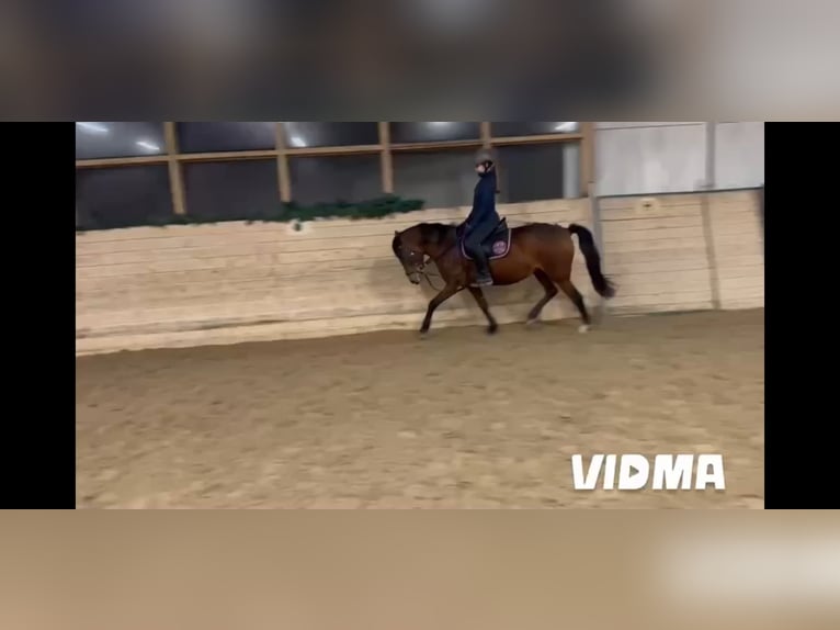 Galés-C Mestizo Yegua 6 años 135 cm Castaño in Perchtoldsdorf