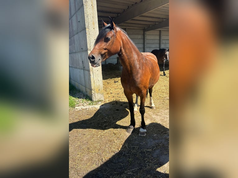 Galés-C Yegua 6 años Castaño in Groß Pinnow