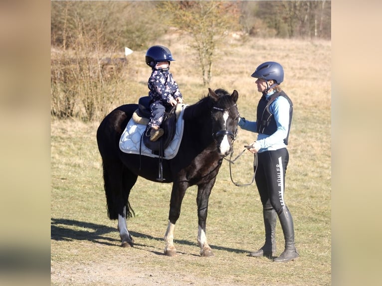 Galés-C Yegua 7 años 131 cm Negro in Krumstedt