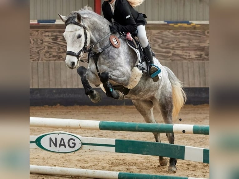 Galés-C Yegua 8 años 137 cm Tordo in Aubagne