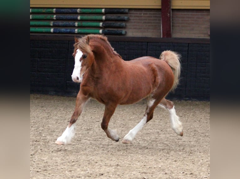 Galés-C Yegua 9 años 130 cm Alazán in Hengelo (Gld)