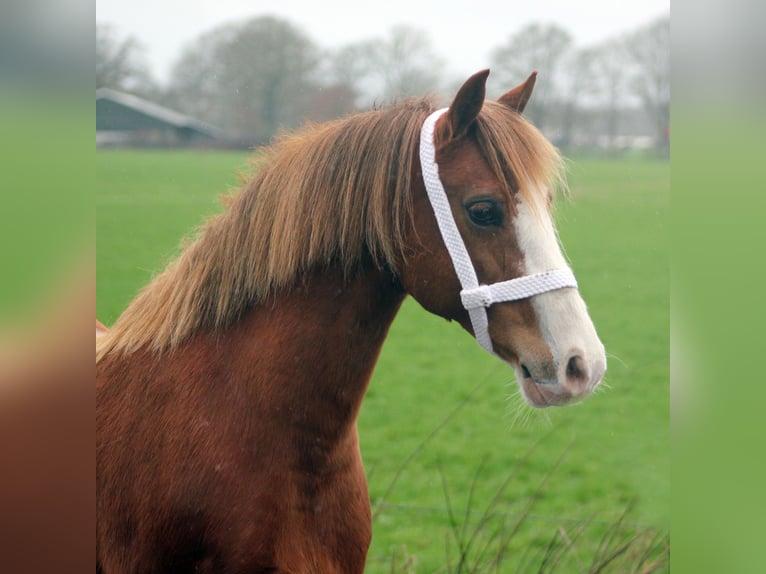 Galés-C Yegua 9 años 130 cm Alazán in Hengelo (Gld)