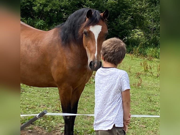 Galés-C Yegua 9 años 132 cm Castaño rojizo in Devon