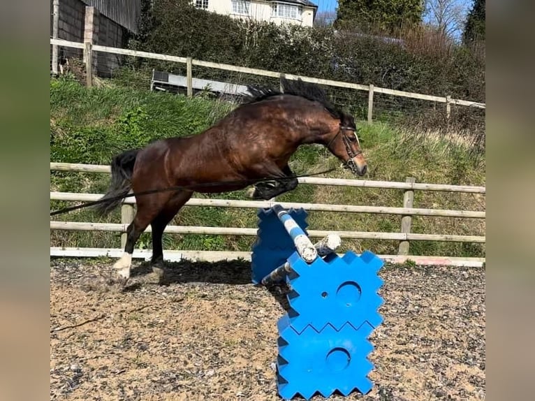 Galés-C Yegua 9 años 132 cm Castaño rojizo in Devon