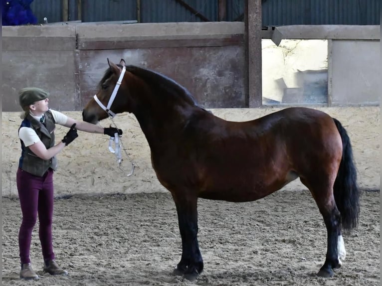 Galés-C Yegua 9 años 132 cm Castaño rojizo in Devon