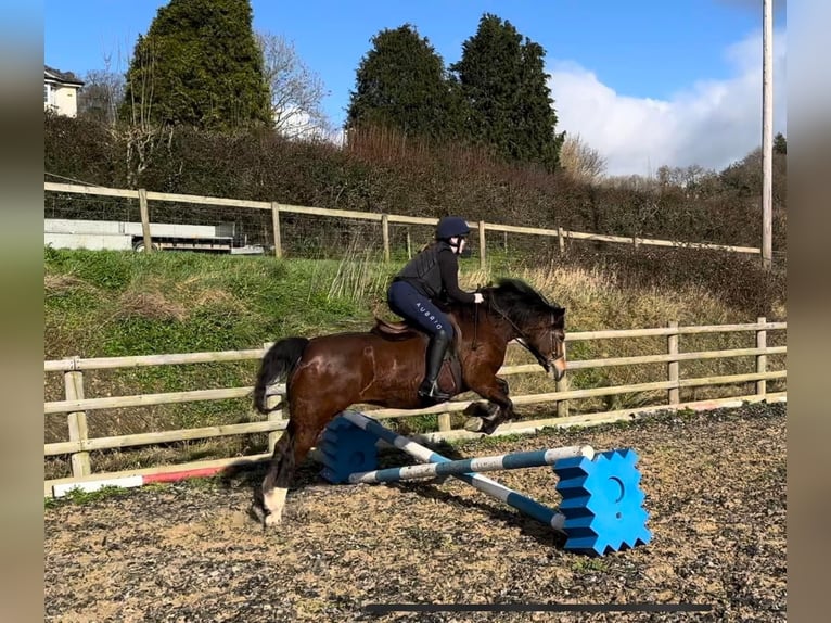 Galés-C Yegua 9 años 132 cm Castaño rojizo in Devon