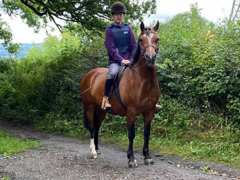 Galés-C Yegua 9 años 132 cm Castaño rojizo in Devon