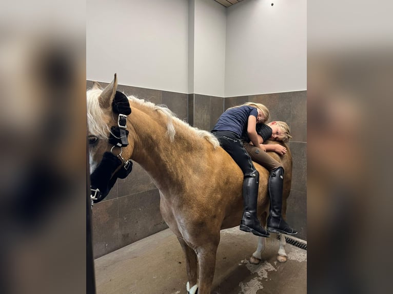 Galés-C Yegua 9 años 134 cm Palomino in Nieuwe Niedorp