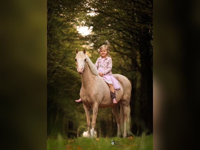 Galés-C Yegua 9 años 134 cm Palomino in Nieuwe Niedorp