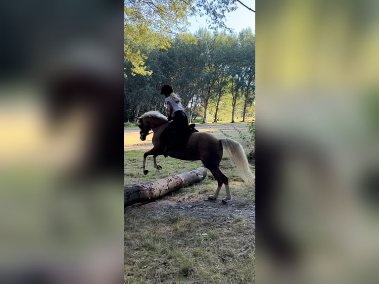 Galés-C Yegua 9 años 134 cm Palomino in Nieuwe Niedorp